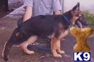 german shepherd puppy posted by Texas Big